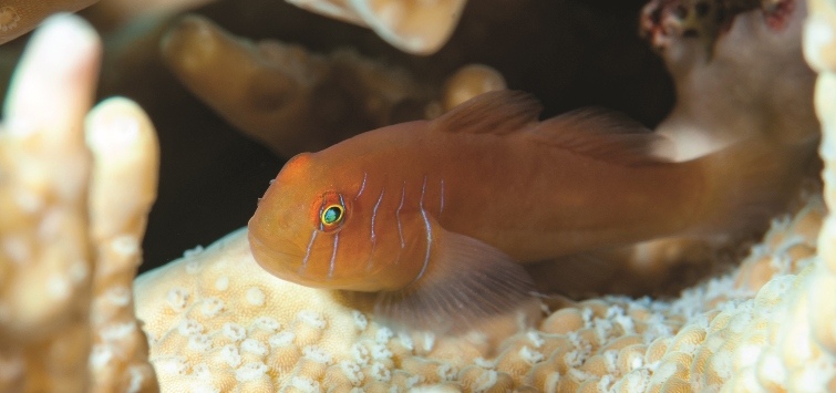 five lined coral goby