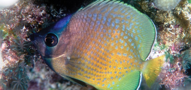 sunburst butterflyfish in coral