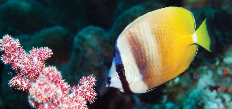 kleins-butterfly-fish