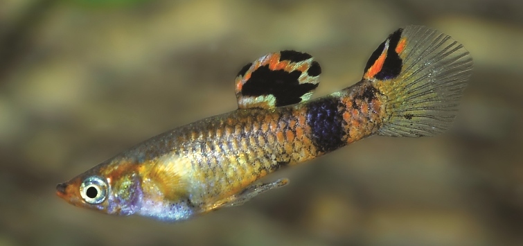 micropoecilia-picta