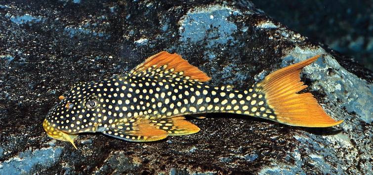 a-bright-and-shiny-beauty-the-sunshine-pleco