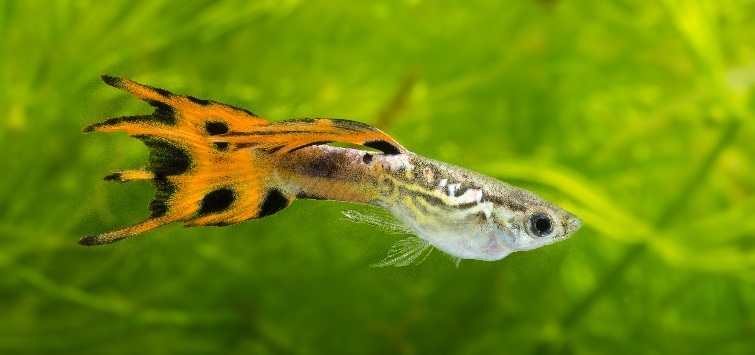 thumbnail interactive-video image 1 of Small Breeder Combo – 6 Fancy Guppies (3 Male, 3 Female) – Live Freshwater Fish, Arrive Alive Guarantee 1 of 5