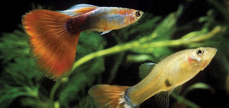 guppies-header-image