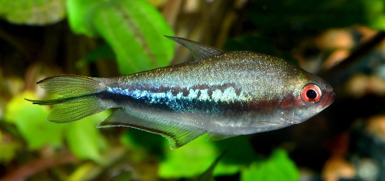 All Hail the Emperor Tetras! | TFH Magazine All Hail the Emperor Tetras! | TFH Magazine