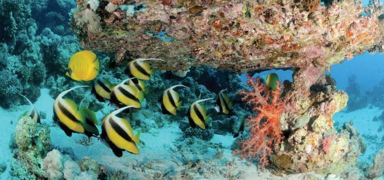 Anatomy of a Coral Reef Ecosystem | TFH Magazine