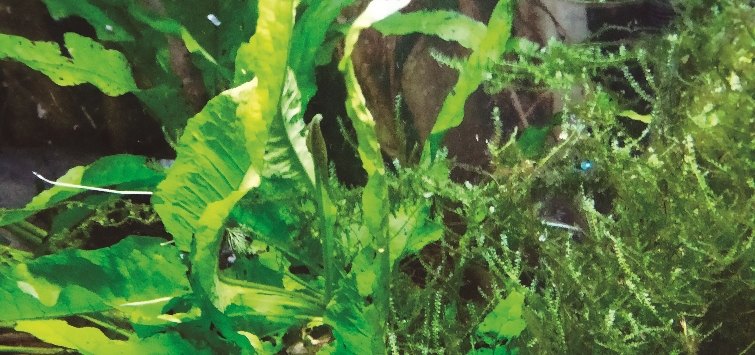 aquarium leaves