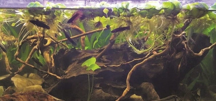 Tropica Aquarium Soil Substrat complet actif et naturel