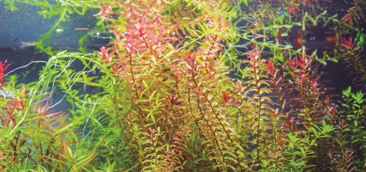 colorful aquarium plants