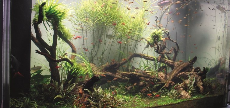 Biotope Aquariums: Nature Under Glass – Fish Tank Fan