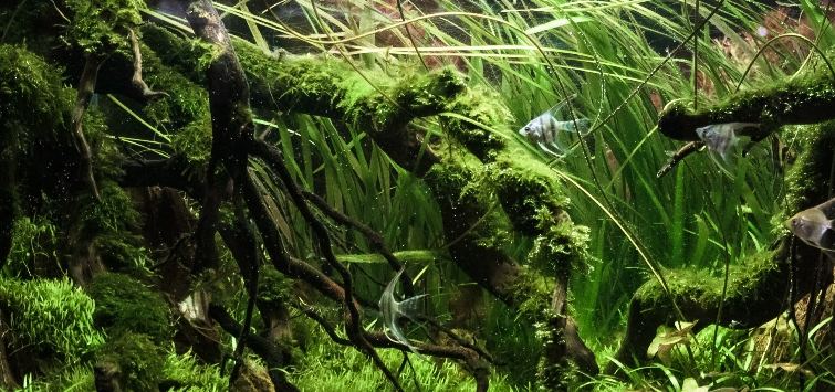 moss-aquascape-carpet