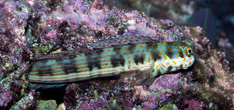 Blenniella chrysospilos 1