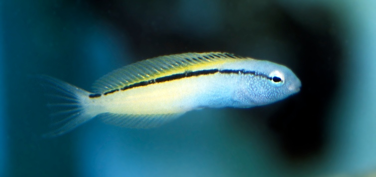 Meiacanthus nigrolineatus 1