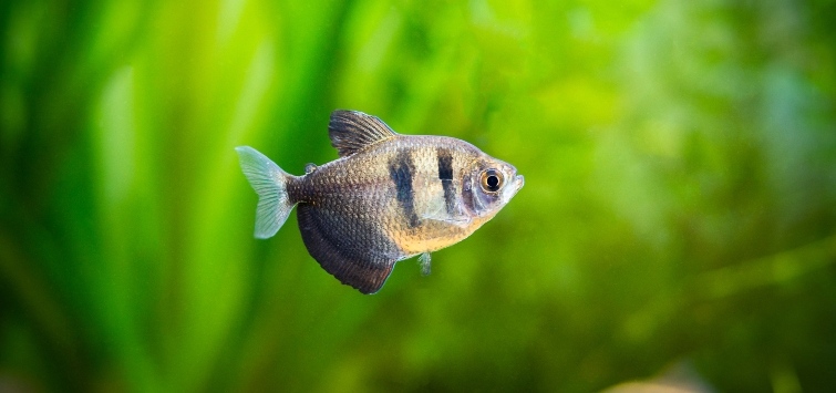 gymnocorymbus ternetzi