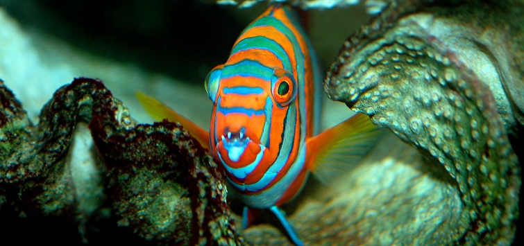 harlequin-tuskfish-header