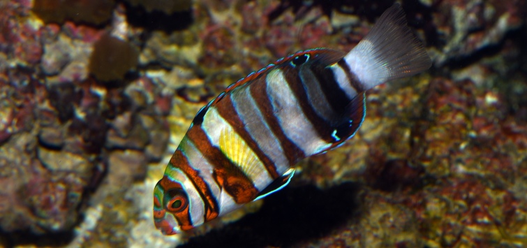 harlequin-tuskfish-juvenile
