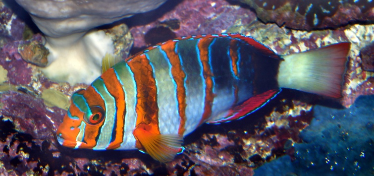 harlequin-tuskfish-side-view