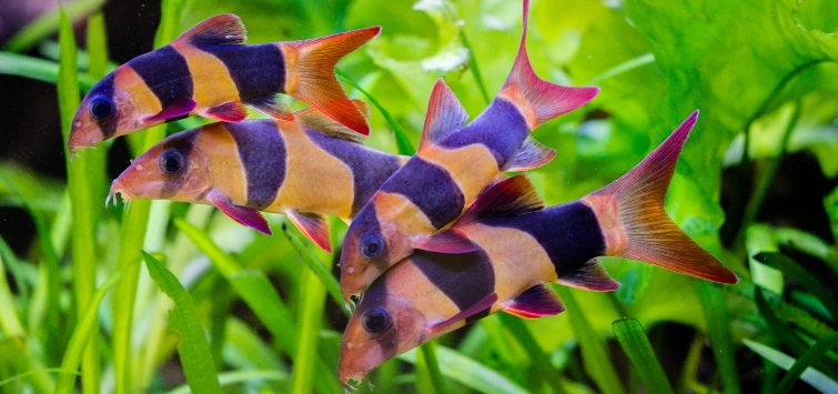 clown-loach-header