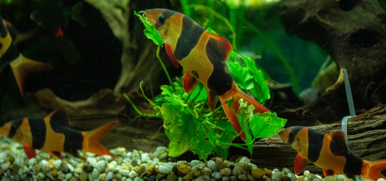 clown-loach-substrate