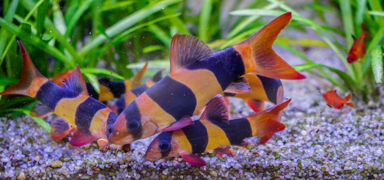 clown-loaches-on-sand