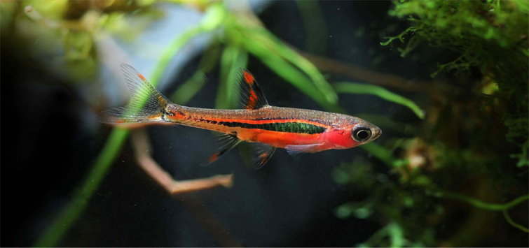 chili ra seo image 1