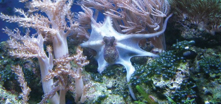 octopus reef tank