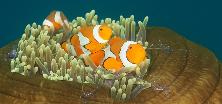 clownfish