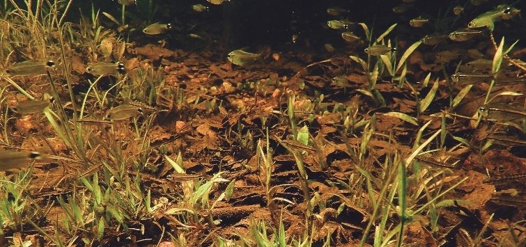 fish in igapo aquarium