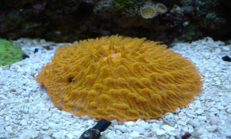 plate coral