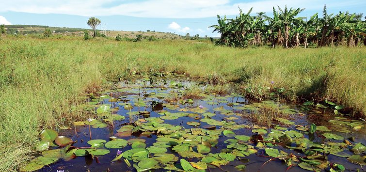 water lilies near kiziramiaga