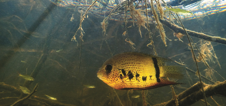 Rio Negro pt2 seo image 1