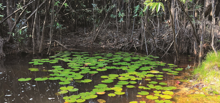 Rio Negro pt2 seo image 2