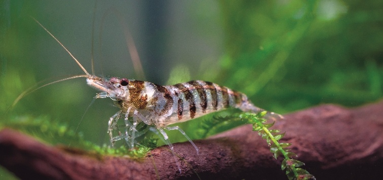 Dwarf Freshwater Shrimps: An Overview | TFH Magazine
