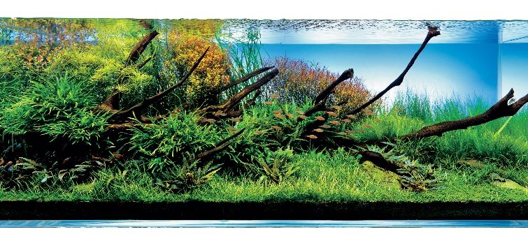 aquascape-with-driftwood