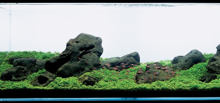 aquascape-with-rocks