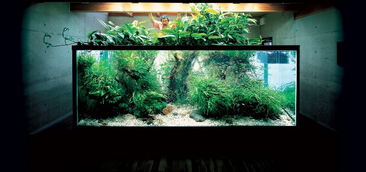 nature-aquarium