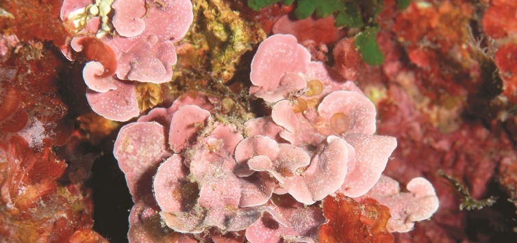 coralline-algae
