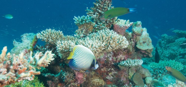 marine-algae-coral-reef