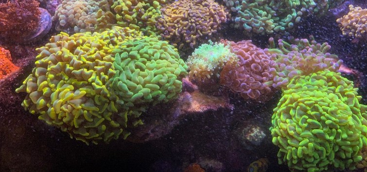 euphyllia coral colony