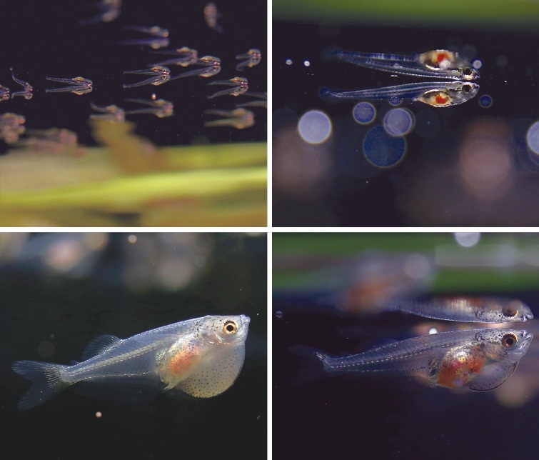 hatchetfish-development-stages