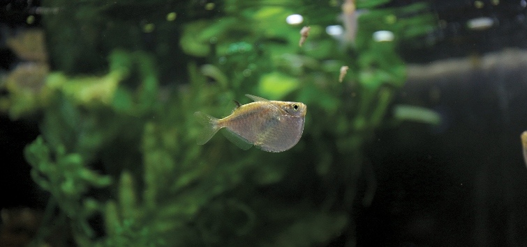 spotfin hatchetfish fry