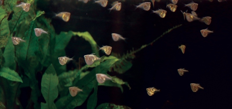 spawning-hatchetfish-fry