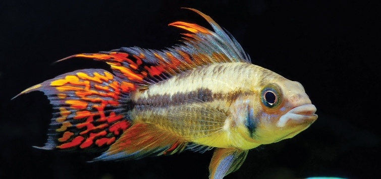 cockatoo-cichlid
