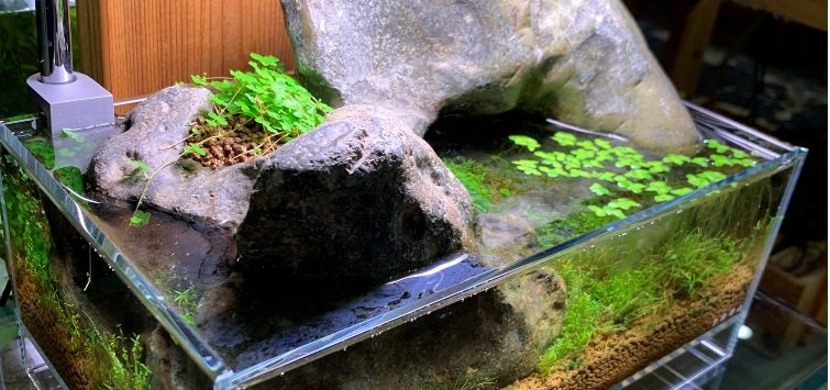 desktop pond (1)