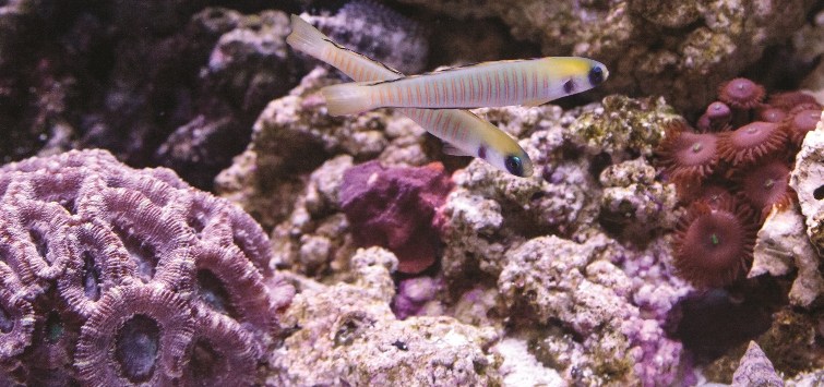 bar-gobies