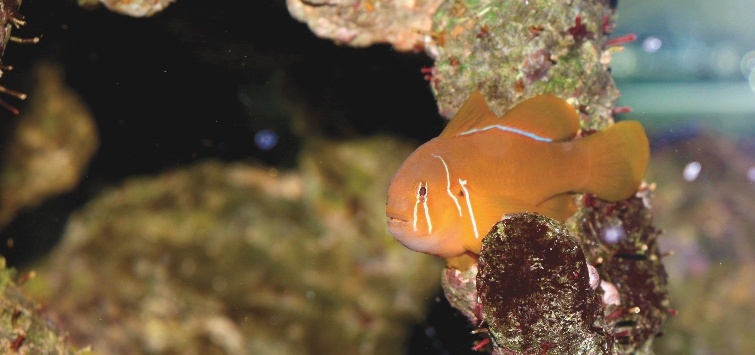 clown-goby