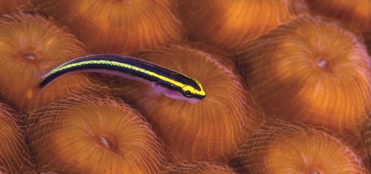 yellow-line-goby