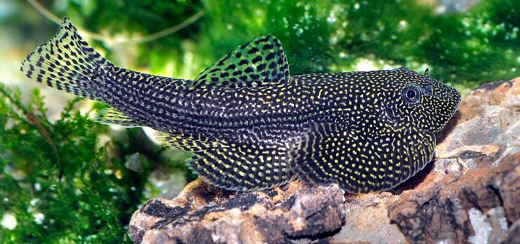 Hillstream Loach Care: Ultimate Guide for Thriving Aquariums