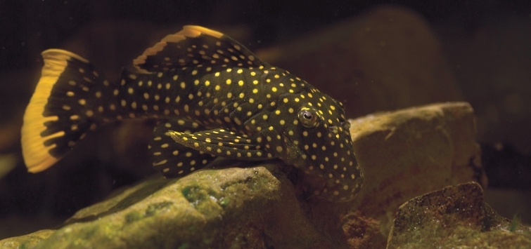 gold-nugget-pleco-eating