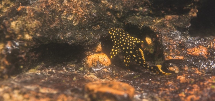 gold-nugget-pleco-in-cave