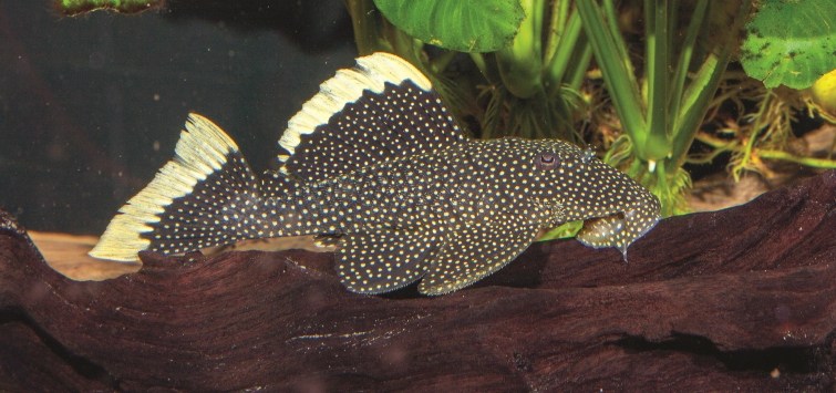 gold-nugget-pleco-on-wood